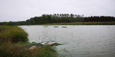 江苏加快高标准鱼池建设，实现尾水达标排放