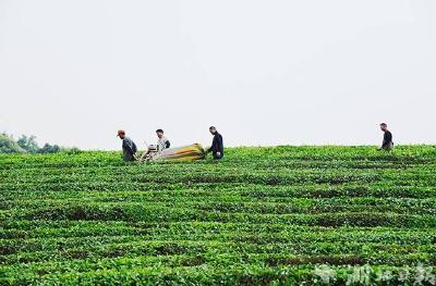 赤壁市羊楼洞茶场：初夏茶园繁忙 农户欢喜增收