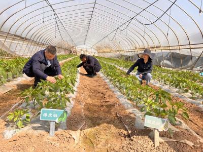 武汉经开区种植高端蔬菜带动农户增收
