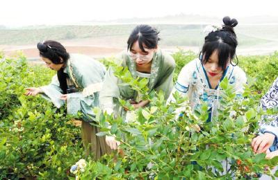 武汉梁子湖蓝莓节引来四方游客