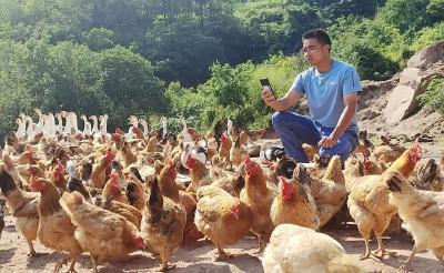 兴山峡口：返乡创业青年带来绿色“商鸡”