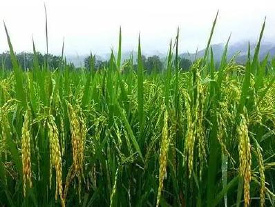 再生稻高产栽培 3年增收12.6亿元