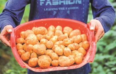 恩施土豆品牌价值达18.06亿元 小土豆变成了“金豆豆”