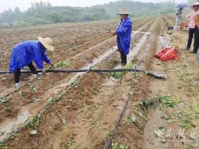 红安县农技专家“田间地头”示范种红薯