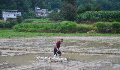 来凤：水稻播种用上“黑科技”