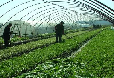 国企进村种菜  200亩荒地变成大棚蔬菜基地