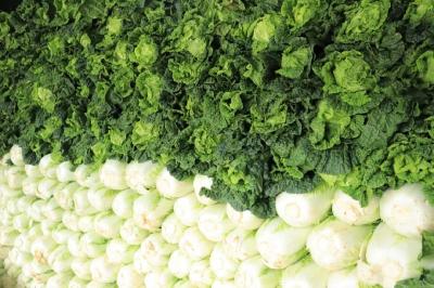 土专家+新技术 发展“三白”蔬菜 广水一村级公司获100万元资金支持