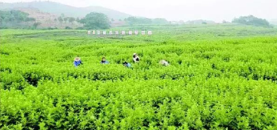 李时珍故里的艾草 “长”成百亿产业群