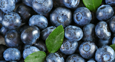 蓝莓每亩增收万元 铁皮石斛畅销全国 以科技为“铲” 在林下“掘金”