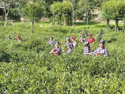 神农架茶产业 “野味十足”
