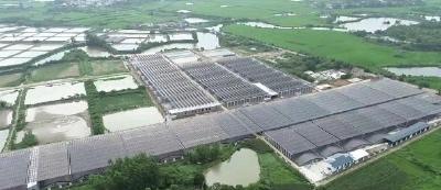 应城：“光伏+水产养殖”打造乡村振兴新引擎