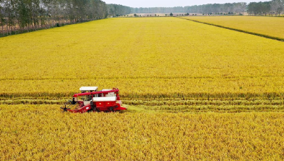 从一粒稻谷到一粒米，江陵县让稻米“好得有道理”