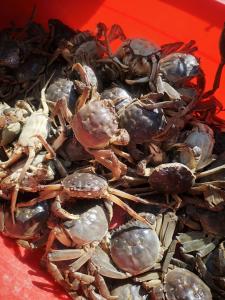 本地新螃蟹“螯”战江苏六月黄 不到二两的10块钱能买到3只