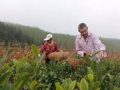 房县青峰镇打好茶叶产业“组合拳”