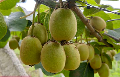 赤壁猕猴桃喜获丰收 种植面积、产销量均居全国之首