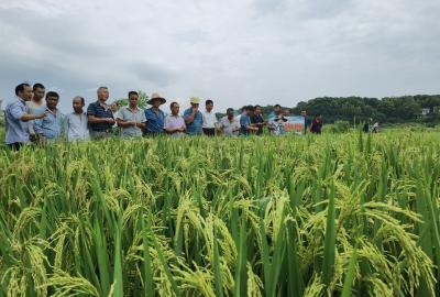 68个新品种田间“打擂” 武汉评出11个水稻“田间表现优秀品种”