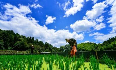 浙江经验 | 稻渔综合种养十大新型模式