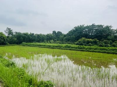 陕西汉中持续扩展稻渔综合种养产业规模