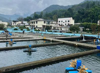 三条冷水鱼 游出四川大产业