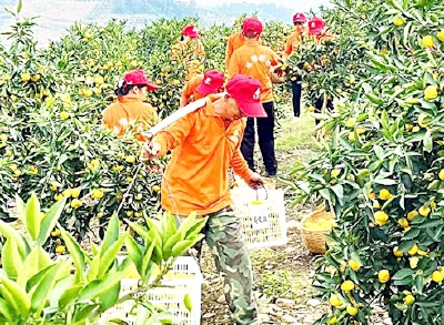 柑橘节现场签约8.35亿元 中外客商齐聚夷陵叫响“宜昌蜜橘”品牌