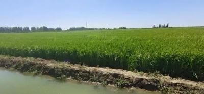 探访新疆南部“稻蟹共生”示范田：生态经济双赢