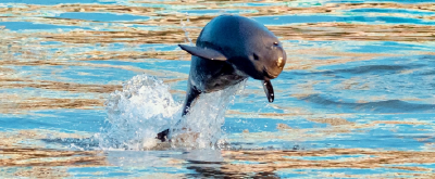 系列微纪录片《江河的微笑》第一集：追江豚