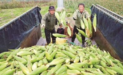 荆门掇刀喜签3000亩甜玉米订单