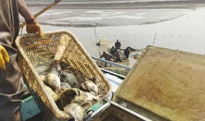 武汉：“一田两用、一水双收”增收提效促振兴