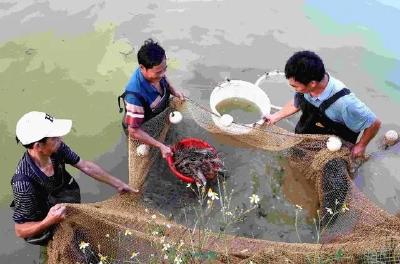 罗氏虾游出好“钱”景