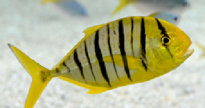 黄金鲹人工繁殖和大规模苗种培育获得阶段性成果