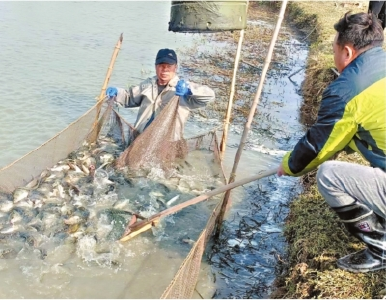 武汉“百日鳜”冬捕开网 肉质鲜嫩 比传统鳜鱼上市期缩短30天