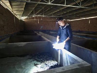 娃娃鱼游出致富路