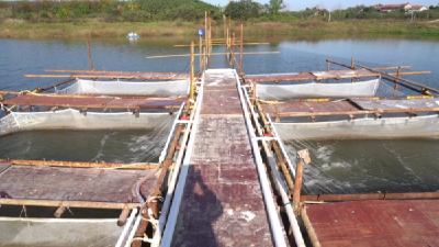 江夏成功“驯化”出饲料鳜 更低成本实现绿色养殖