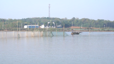 一田两用 一水双收 小龙虾、鳜鱼生态轮养模式迎来丰收