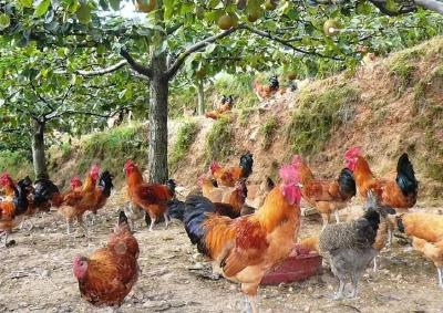 宜都一农场林下养土鸡 价格是普通肉鸡的2倍多