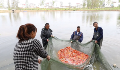 锦鲤养殖 “钱”程似景