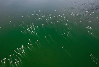 江夏鲁湖万鸟齐飞 尽显湿地之壮美