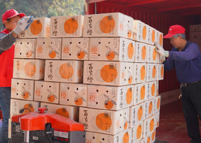 宜昌夷陵：电商进库区，助农销鲜橙