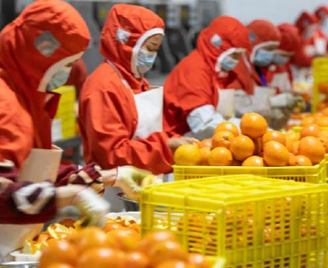 2023年湖北省农产品出口总额245.1亿元