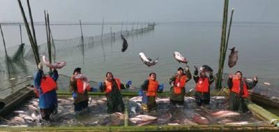 “山水”生“湖乡”长 阳新“一条鱼”游向全国大市场