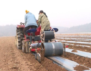 红安县：“双薯”种植亩产量亩产值双过万