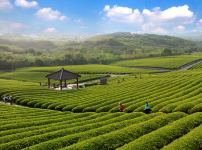生态低碳茶整建制推进 十堰、五峰入选全国首批试点