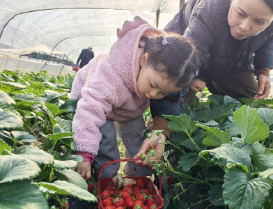 湖北咸安：新农人创造“莓”好新生活