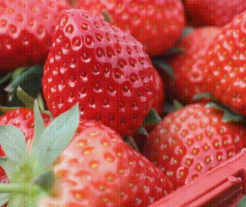 孝昌：小草莓变身“致富果”