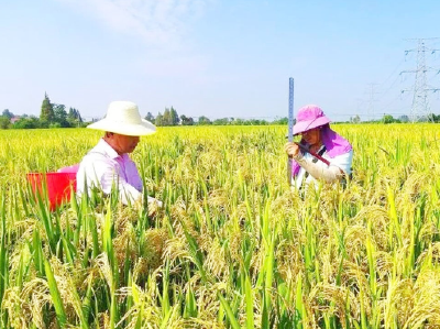 糯稻种植面积30万亩年产15万吨 孝南朱湖入选国家现代农业产业园