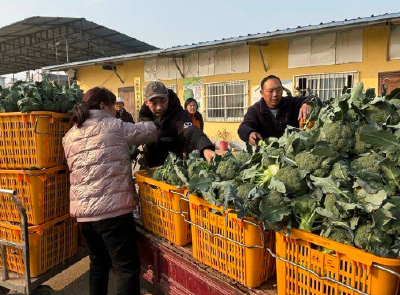 云梦：新品种西兰花 俏销节日市场