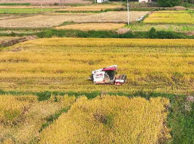 湖北省第四批水稻产业技术体系项目启动会在汉召开