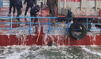 1万斤饵料鱼来了！武汉为天鹅洲长江江豚送小鱼口粮