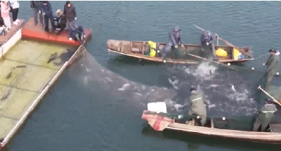 年年有“鱼” 我省多地开年起鱼忙