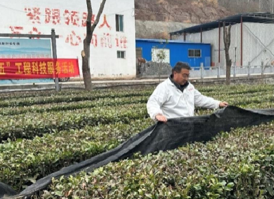 农业专家为茶农支招，确保春茶上市不受影响